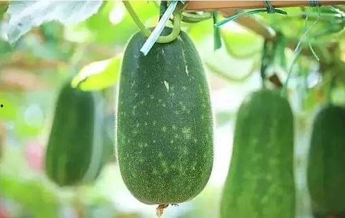 吃瓜人什么意思,网络热词背后的社会现象与心理解读